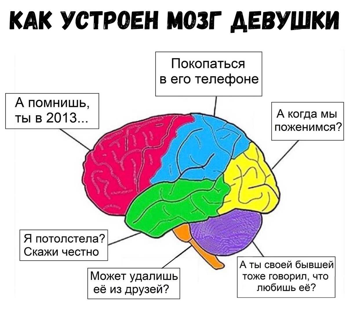 Как устроен мозг