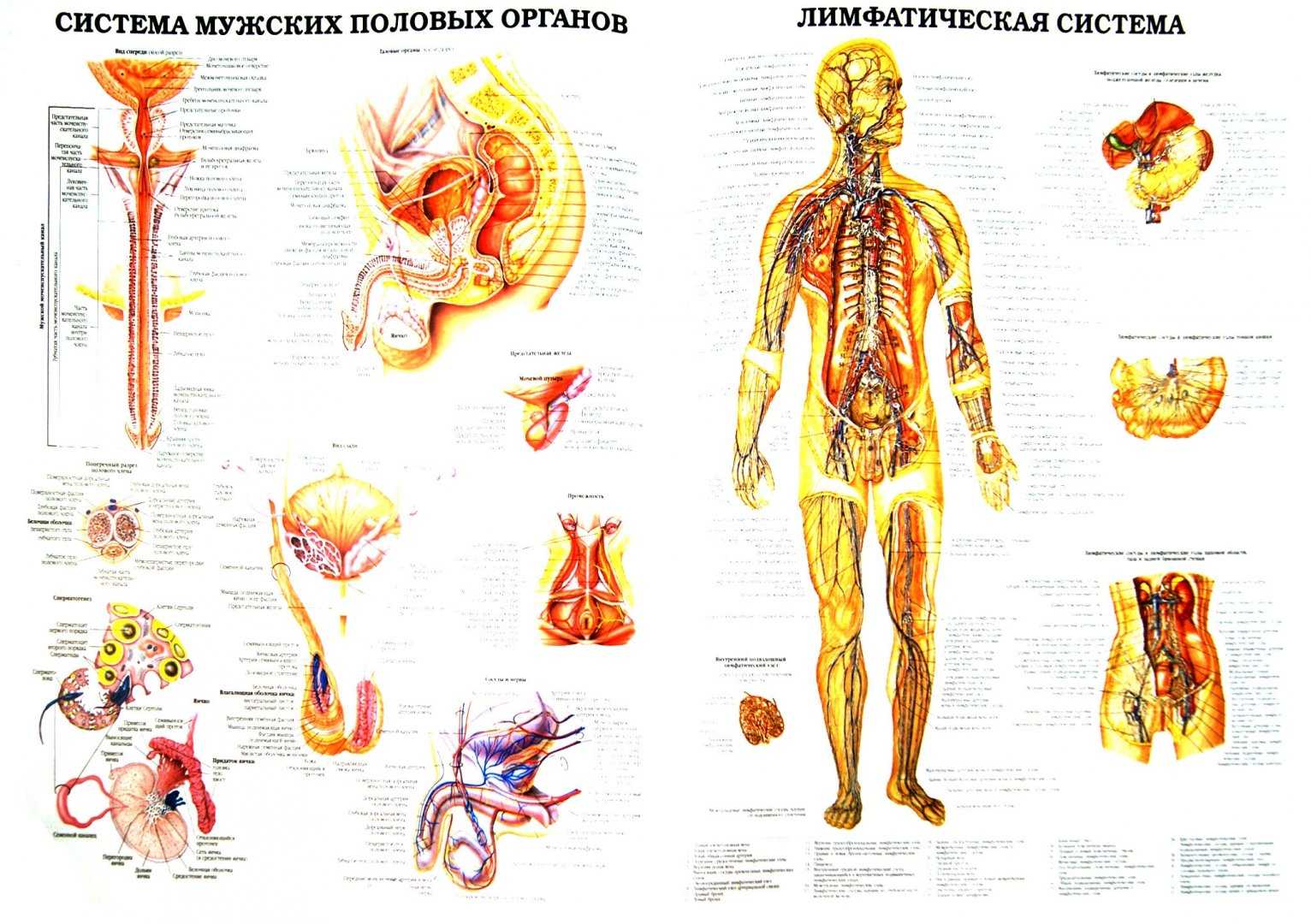 Анатомия человека для детей: строение скелета, внутренние органы, кости у женщин и мужчин