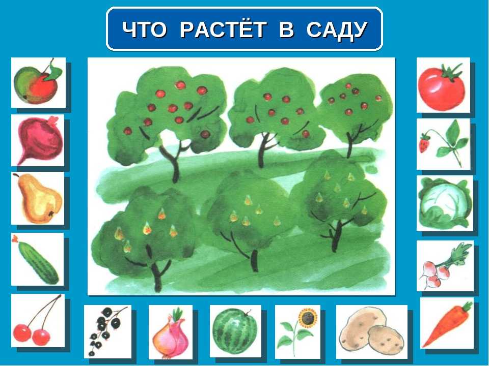 Картинка фруктовый сад для детей старшая группа