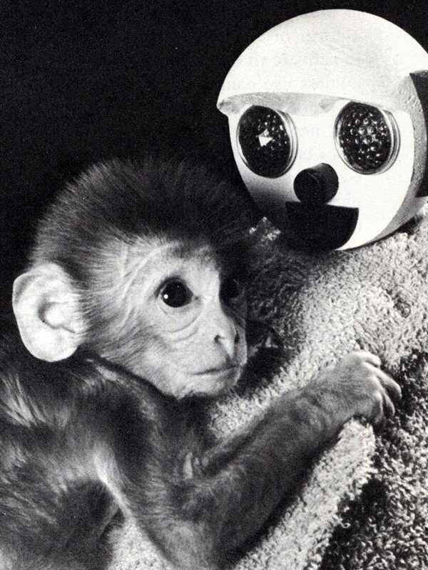Гарри харлоу (1905–1981) обезьяны – это серьезно