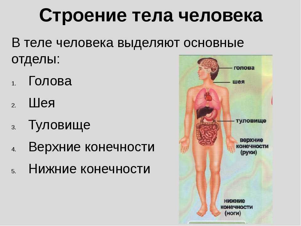 Схема строения человека 4 класс. Структура тела человека биология 8 класс. Строение органов человека биология 8 класс. Строение тела человекк. Строение тета.