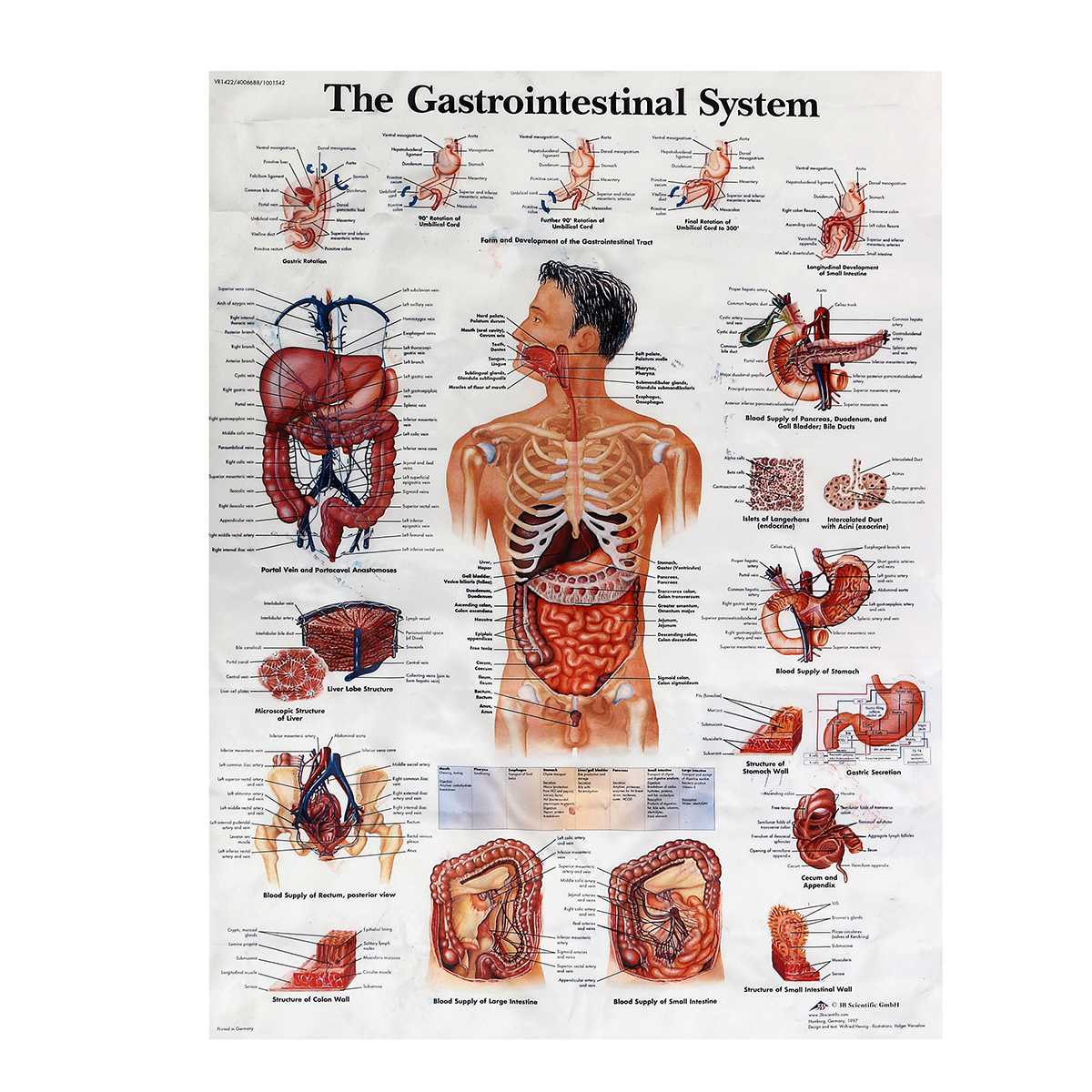 Анатомия человека: внутренние органы и схема расположения