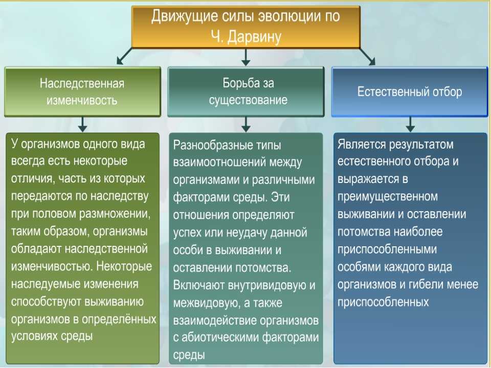 Виды эволюции: история развития и определение :: syl.ru