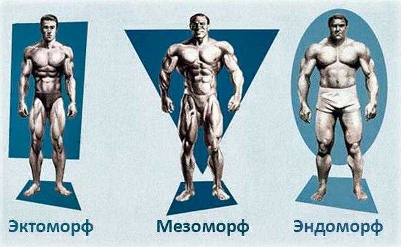 Типы телосложения мужчин и женщин: эндоморф, эктоморф, мезоморф