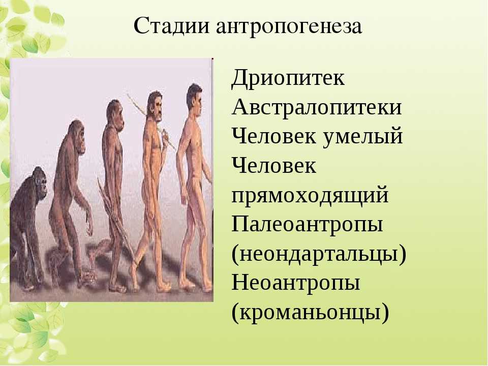 Основные этапы антропогенеза: кого относят к древним людям, происхождение и эволюция человека
