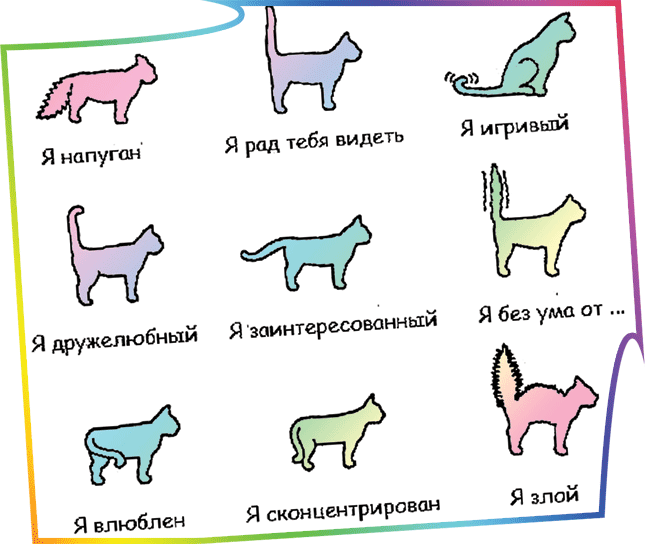 Домашние животные. польза для здоровья. • lifety.ru