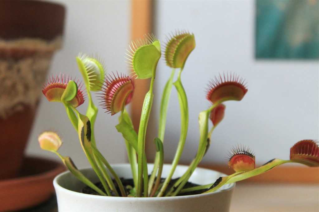 Если вы не боитесь... хищные растения в вашем доме