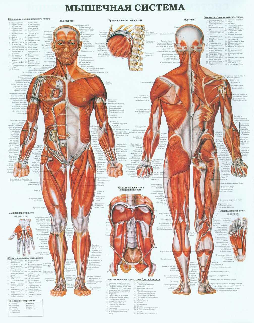 Системы органов человека: анатомия расположения внутренних органов, схема с описанием, функции, строение, особенности и деятельность человеческого организма | tvercult.ru