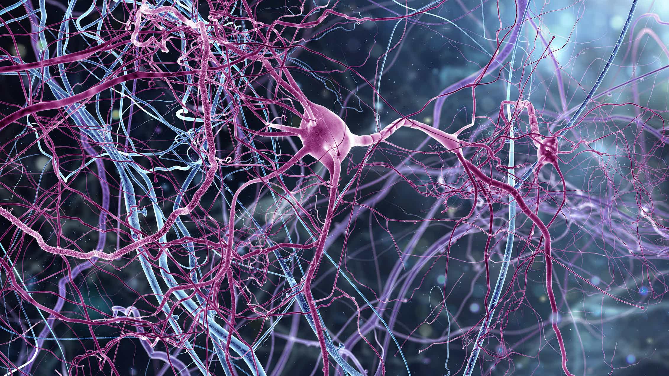 Клетки глии нервной системы
