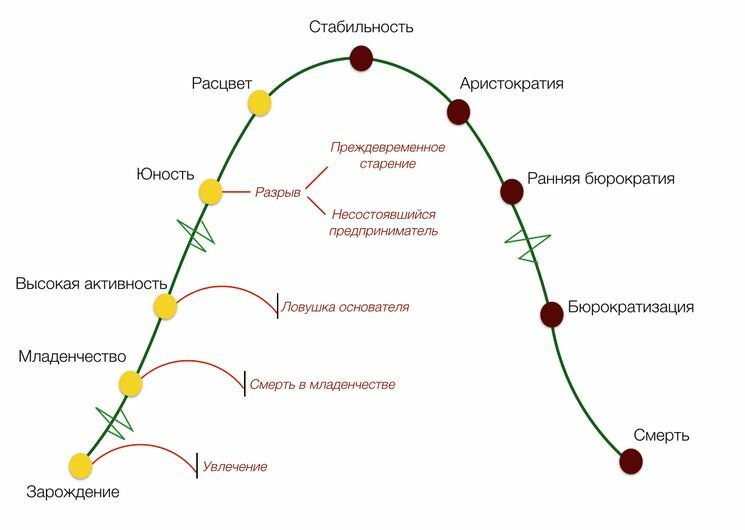Модель жизненного цикла адизеса на практике