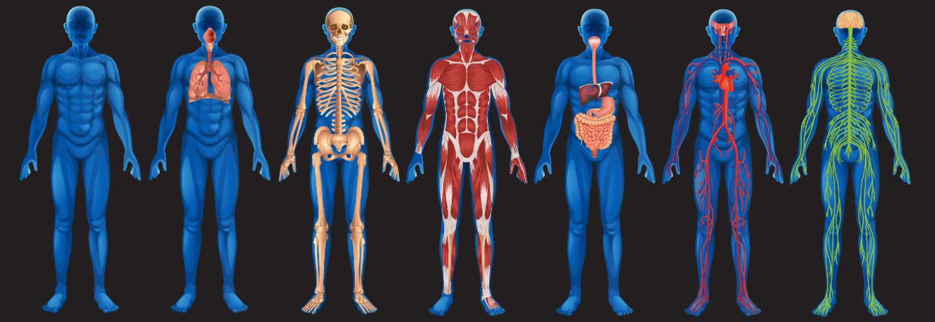 Анатомия и физиология человека, базовые знания - всё о тренировках