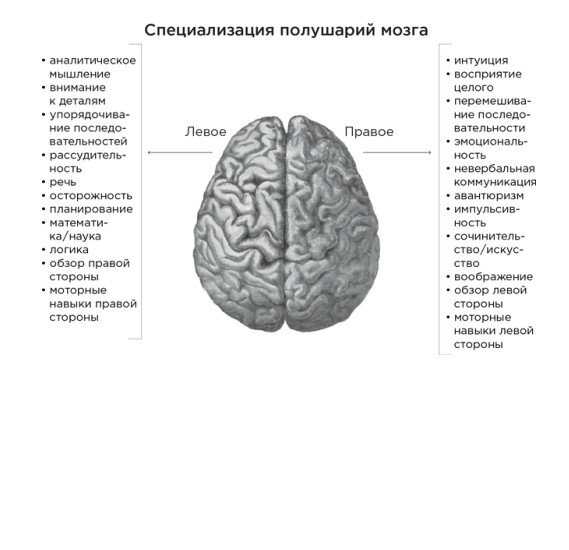 Характеристика полушарий мозга. Функциональная асимметрия полушарий головного мозга таблица. Специализация структур больших полушарий. Функциональная специализация левого полушария головного мозга. Специализация полушарий головного мозга в психологии.