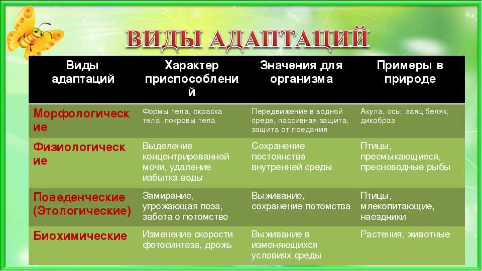 Существуют различные значения понятия. Виды адаптации. Виды адаптации организмов. Типы адаптации биология. Виды адаптации в биологии.