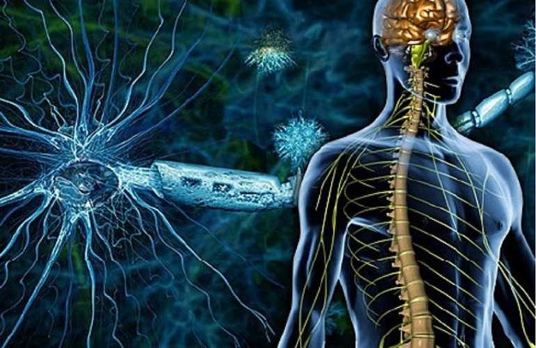 Нервное расстройство: как восстановить и поддержать нервную систему?