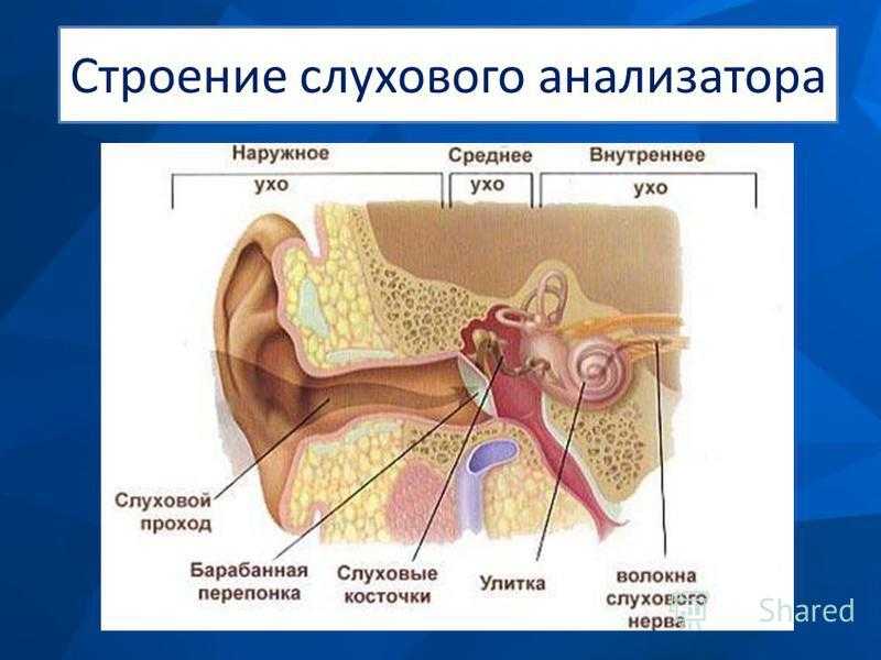 Строение и работа среднего уха. Строение слухового анализатора наружное среднее внутреннее ухо. Строение наружного среднего и внутреннего уха. Строение слухового анализатора человека анатомия. Наружное ухо среднее ухо внутреннее ухо строение функции.