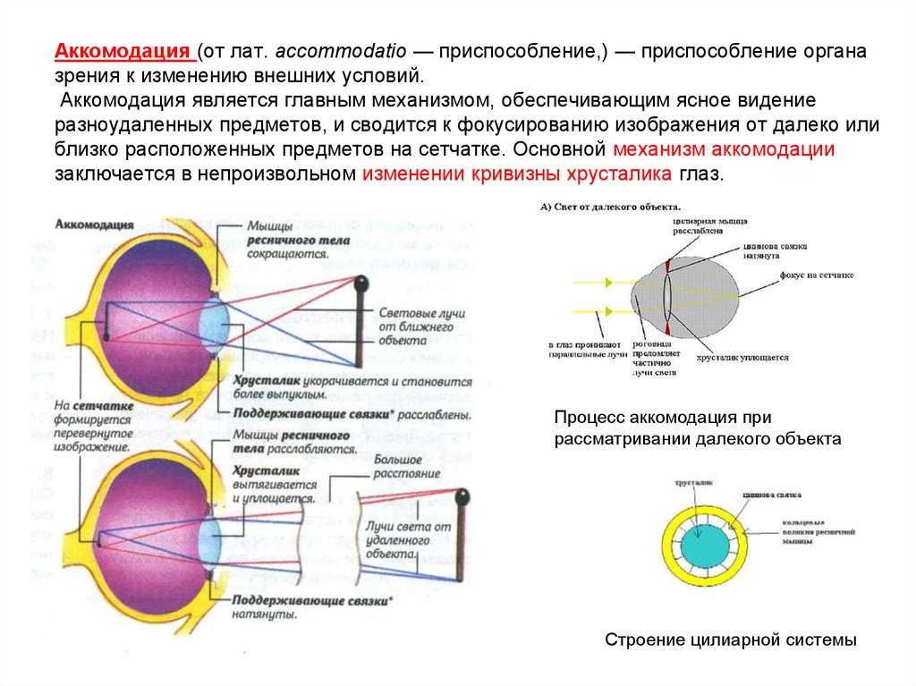 Механизм работы зрительного анализатора гигиена зрения. Аккомодация глаза. Механизмы аккомодации глаза. Аккомодация хрусталика физиология. Глаза хрусталик строение аккомодация. Механизм аккомодации хрусталика глаза.