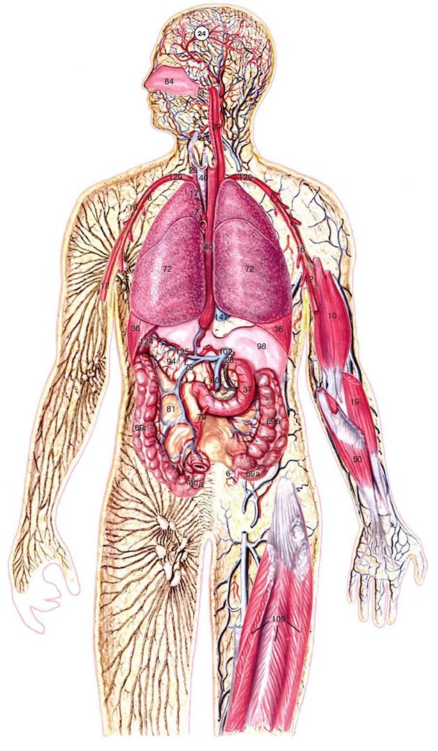 Анатомия человека: строение внутренних органов