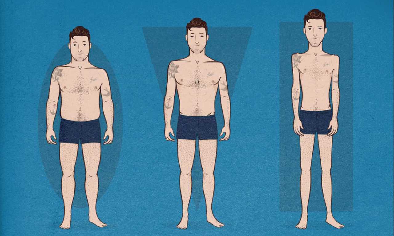 Ectomorfo mesomorfo y endomorfo