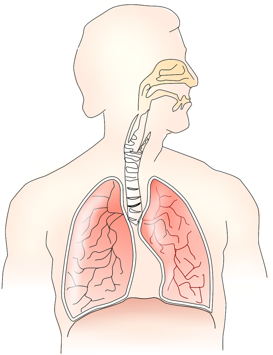 Техника дыхания: как правильно дышать и какую дыхательную гимнастику выбрать - лайфхакер