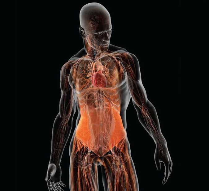 Сколько органов у человека: характеристика систем органов