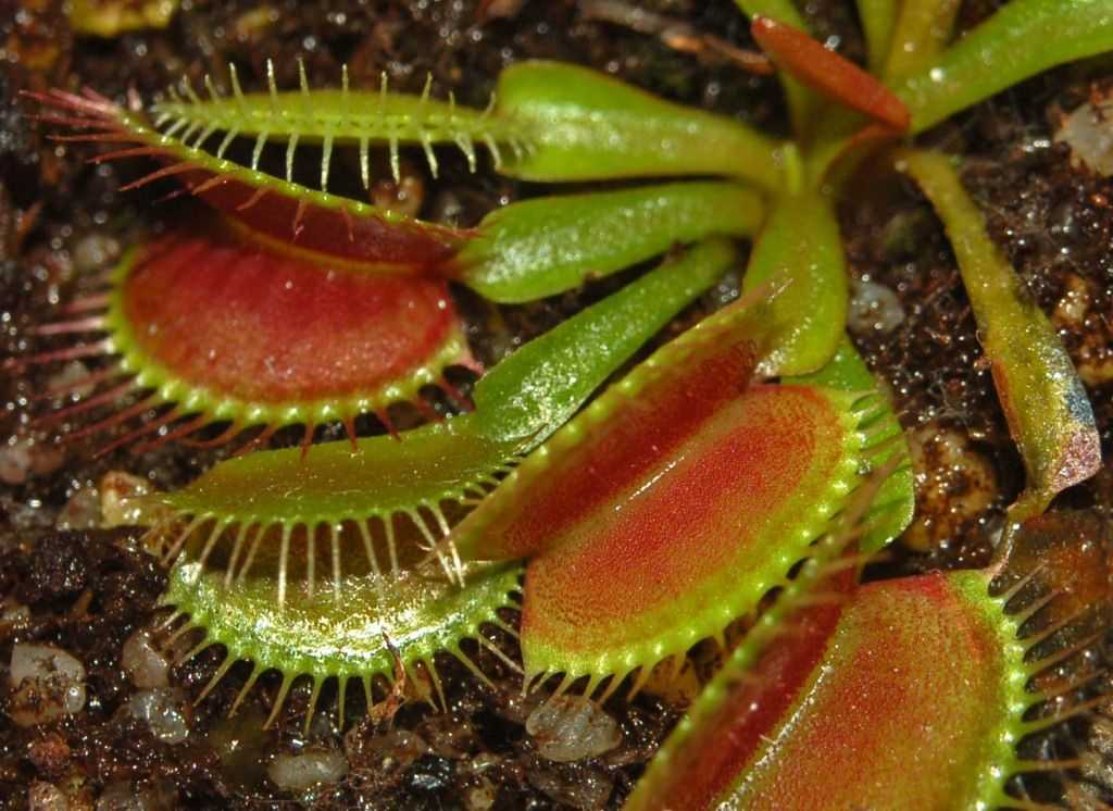 Самые удивительные хищные растения в мире: описание и фото