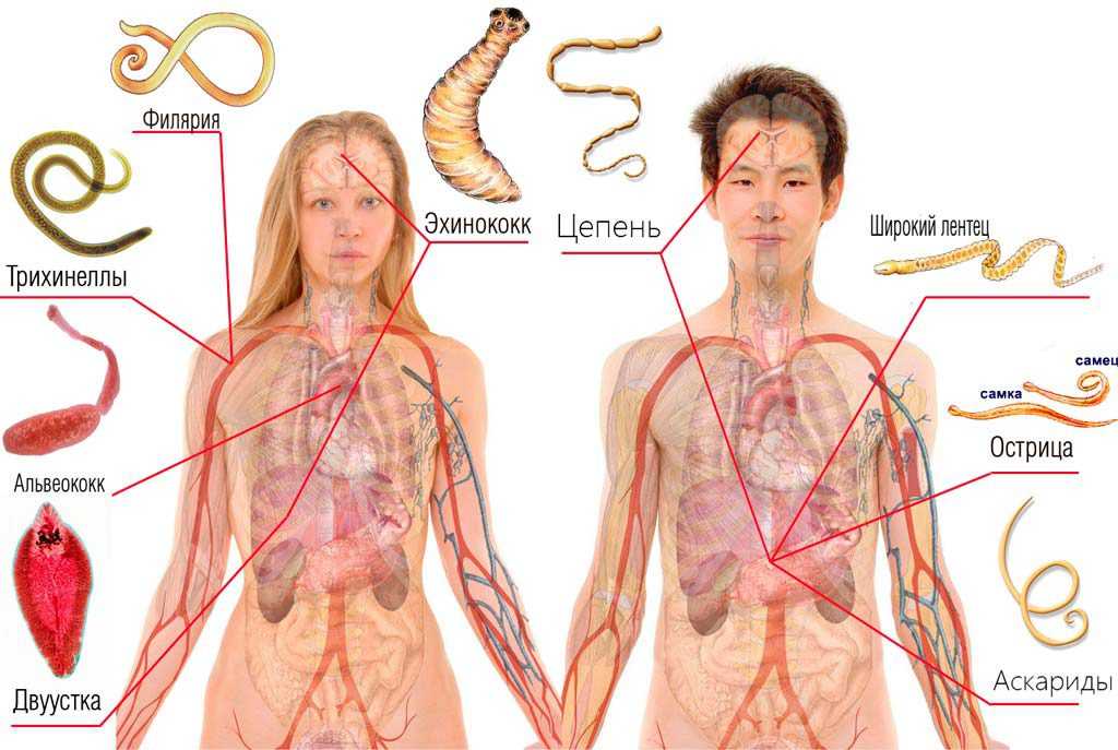 Глисты у детей: самые важные симптомы и анализы. паразиты в организме: откуда? гельминты у детей