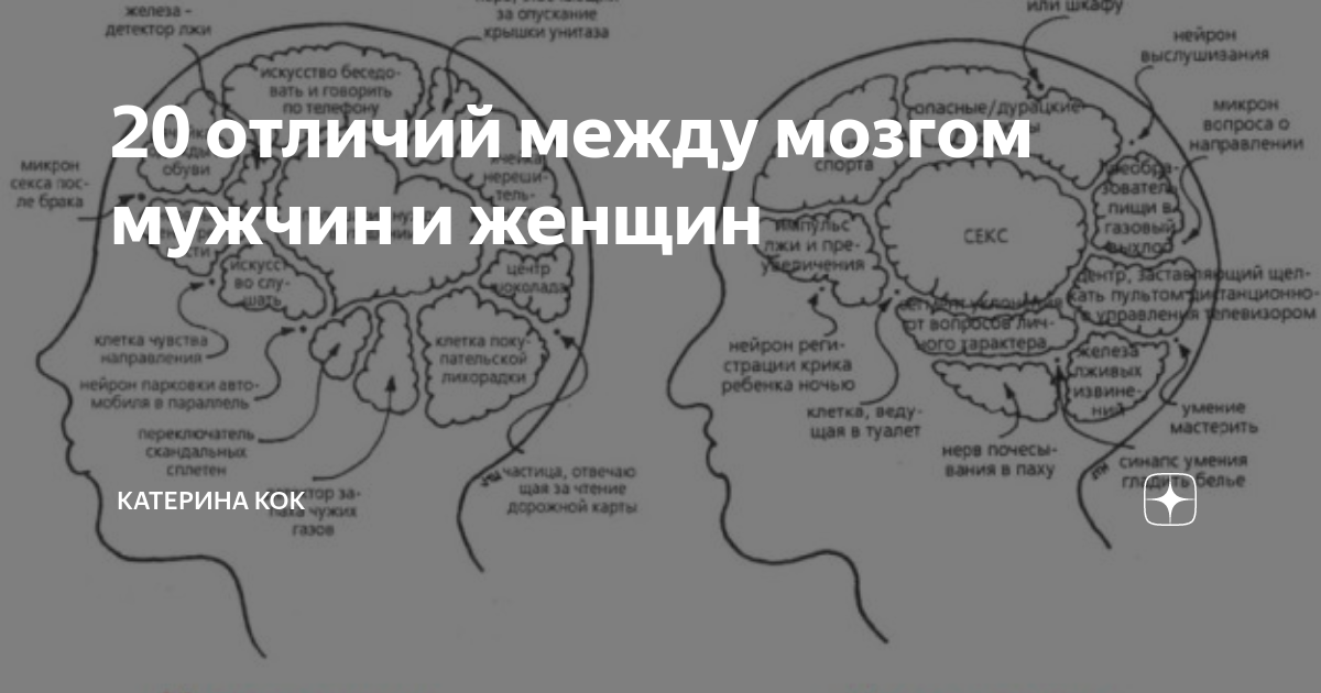 Мозг мужчин различия. Мозг мужчины и женщины. Мужской и женский мозг. Мужской и женский мозг различия. Мужской мозг и женский мозг.