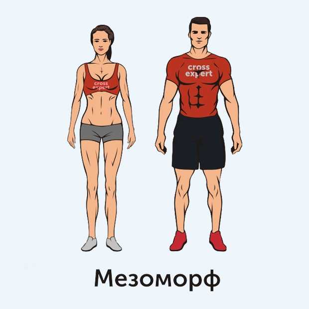 Мезоморф — питание и тренировки. как определить и в чем особенности?