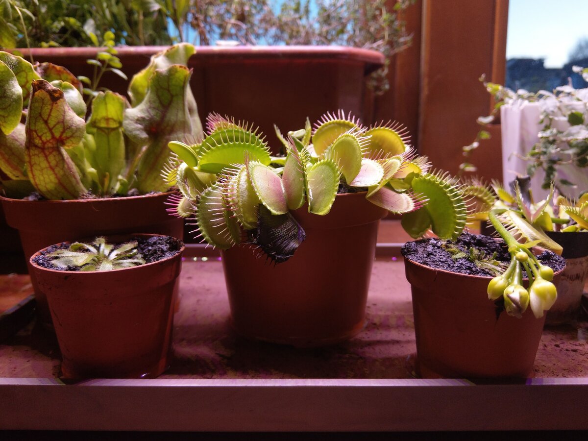 Насекомоядные растения в домашних условиях уход. особенности выращивания хищников в комнатах