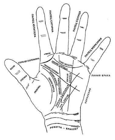 Линии на левой и правой. Хиромантия линия Венеры. Хиромантия линия вдовы. Хиромантия холм Аполлона знаки. Линии на ладони.