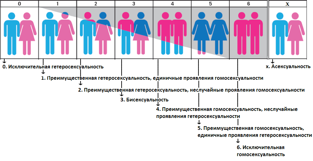 Половые признаки мужчин и женщин. Ориентации.