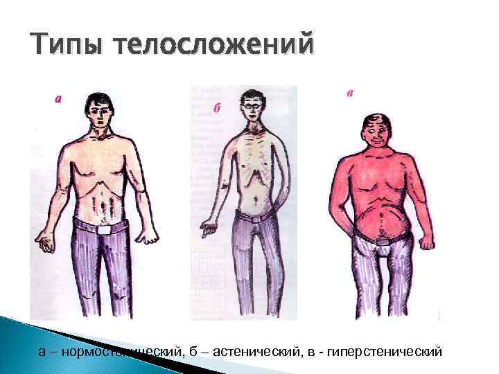 Гиперстенический тип телосложения: особенности и характер, правила питания и тренировок