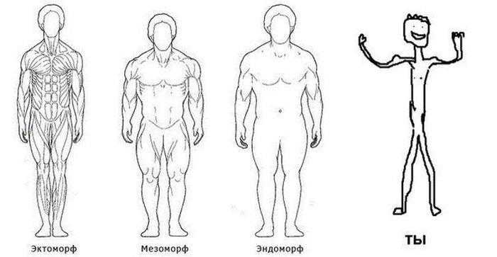Как узнать по типу телосложения, кто ты — эктоморф, мезоморф или эндоморф: тест, определение по запястью. кто такой эктоморф, мезоморф, эндоморф: описание строения мужского и женского тела, фото