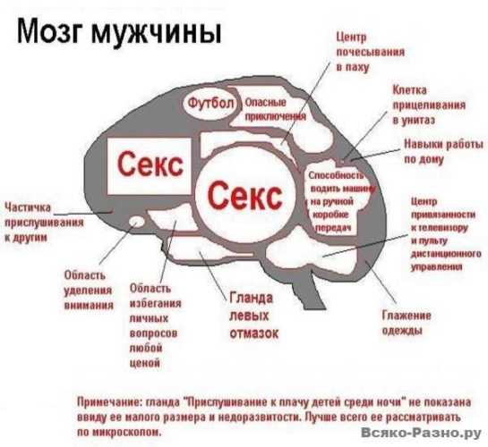 Мозг мужчины и женщины: сравнения, отличия, интересныефакты