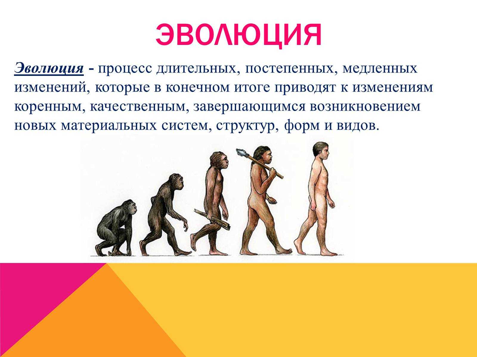 Эволюция человека и этапы развития