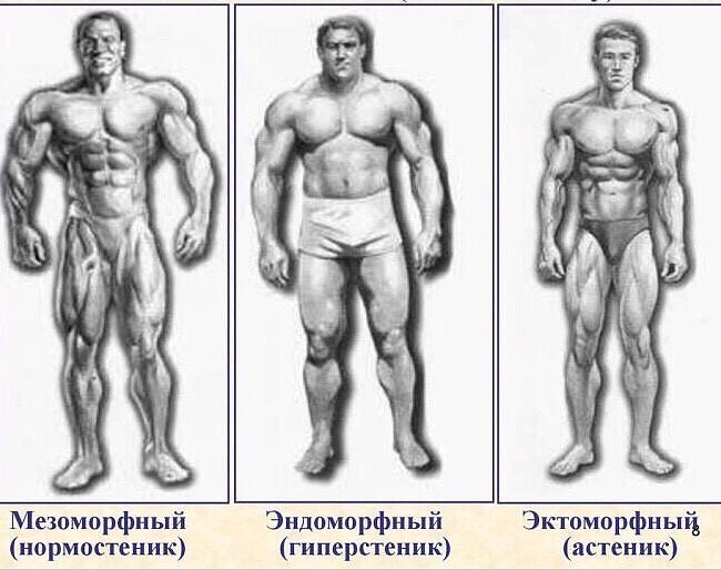 Психотипы личности в зависимости от телосложения: астеник, нормостеник, гиперстеник