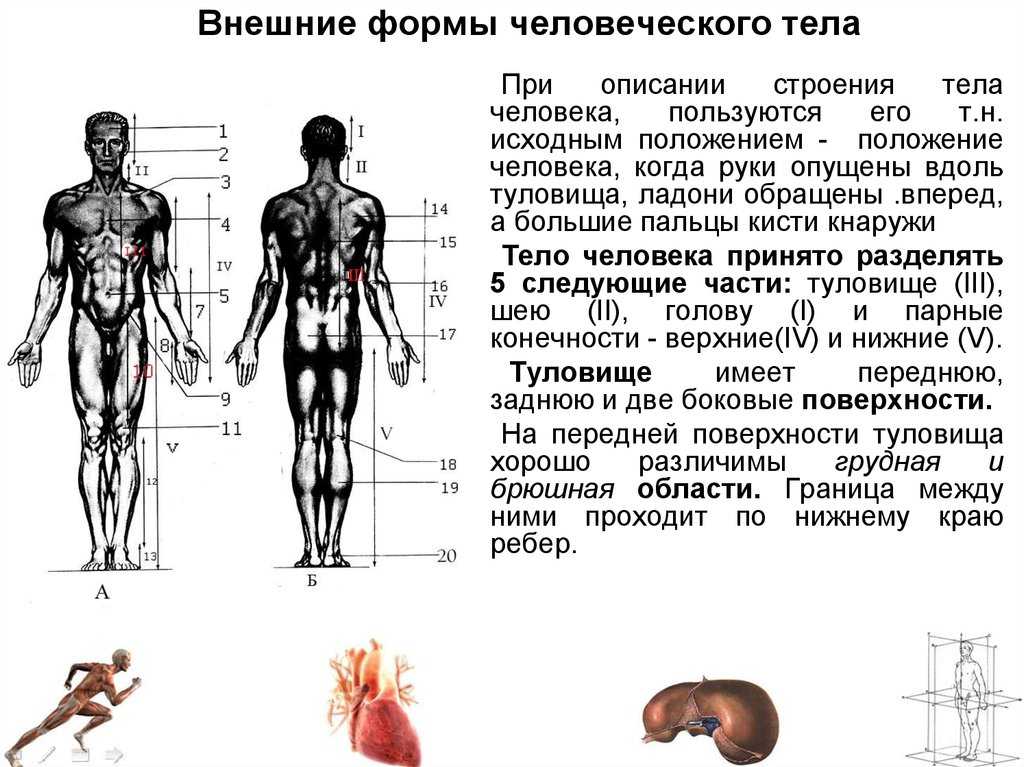 Единый план строения органов. Внешняя форма тела человека. Описание строения человеческого тела. Строение тела человека схема с описанием. Анатомия человека внешняя.