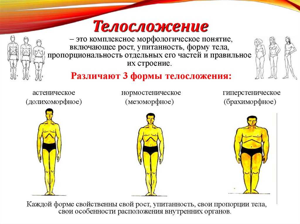 Гиперстенический тип телосложения: особенности и характер, правила питания и тренировок