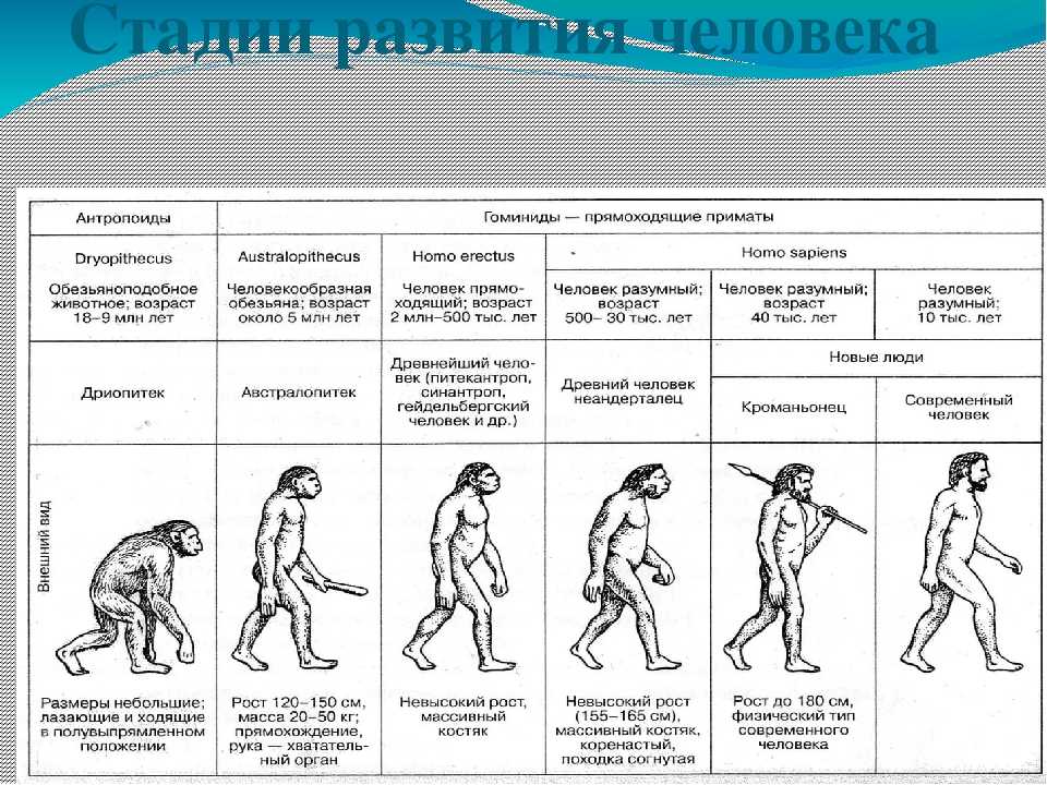 Таблица по биологии этапы эволюции человека