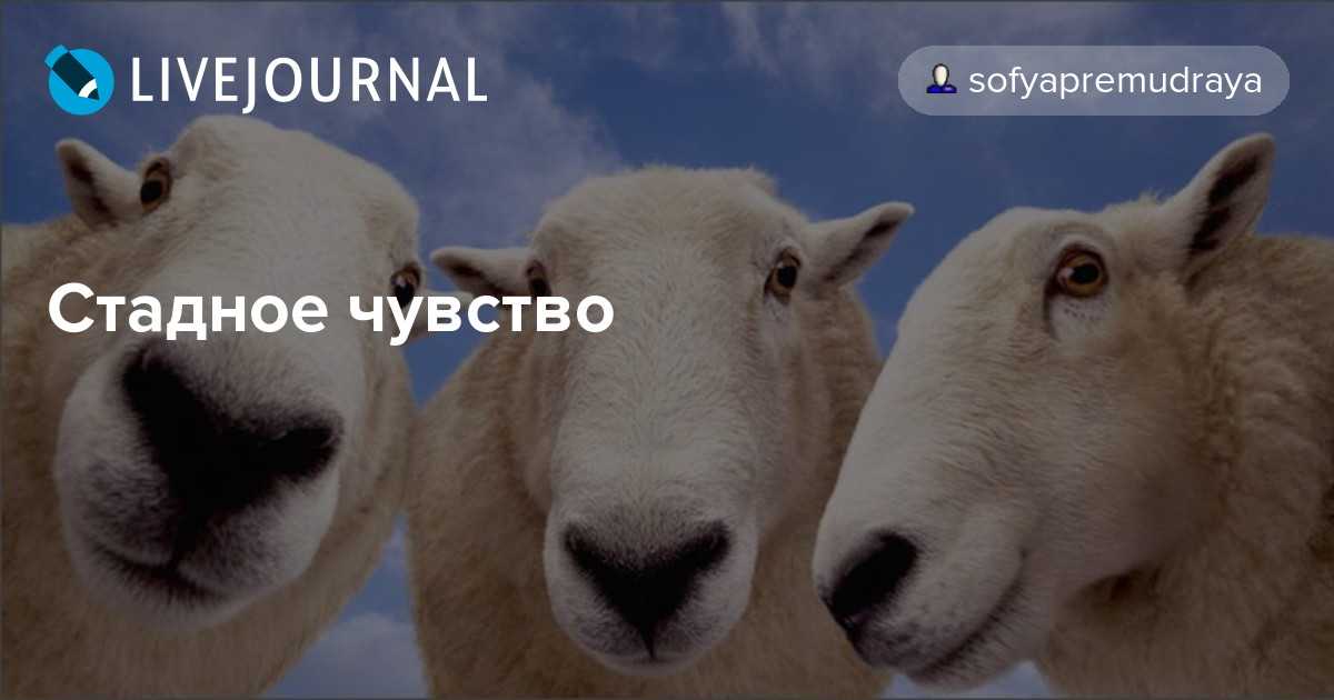 Стадное чувство у людей. стадное чувство – что это? что это такое - окулист