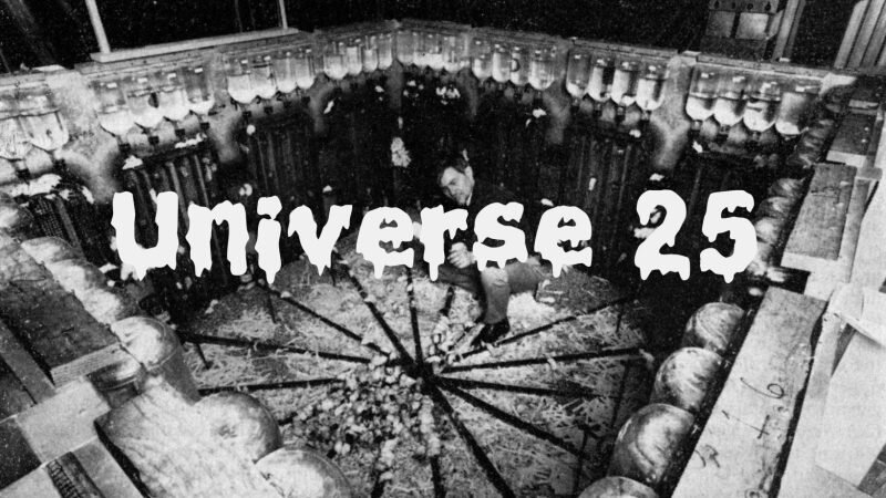 Эксперимент вселенная-25: «мышиный рай» стал адом