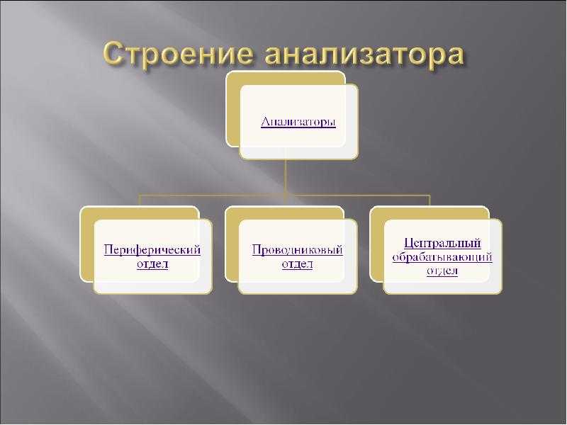 План строения анализаторов