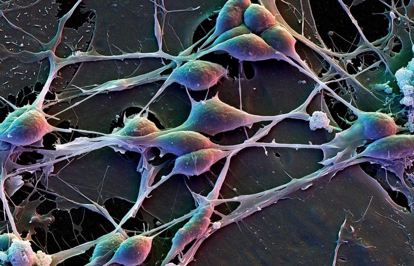 Зеркальные нейроны фото