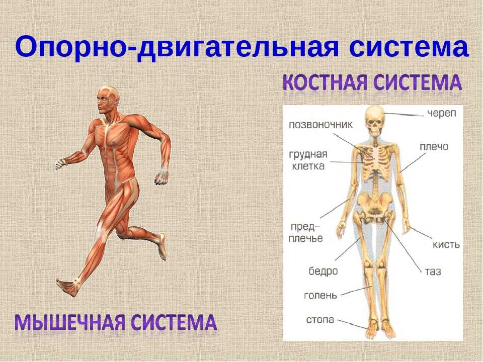 Скелет участвует в обмене. Опорно-двигательная система человека 4 класс окружающий мир. Из чего состоит опорно двигательная система человека. Опорно двигательная система скелет и мышцы. Опорно двигательная система органов функции и строение.