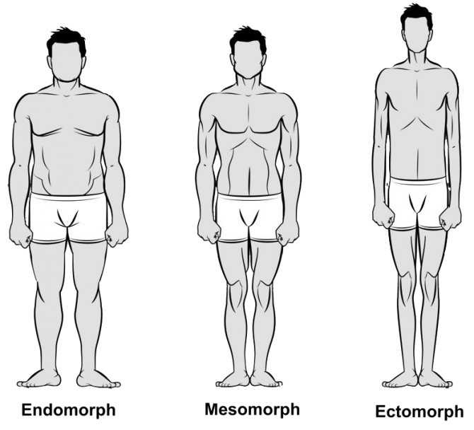 Эндоморф: кто это, как определить по телосложению?