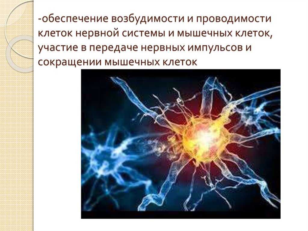 Свойства нейронов: возбудимость, проводимость, регенерация