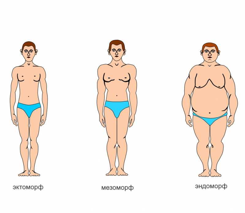 Эндоморф: кто это, как определить по телосложению?